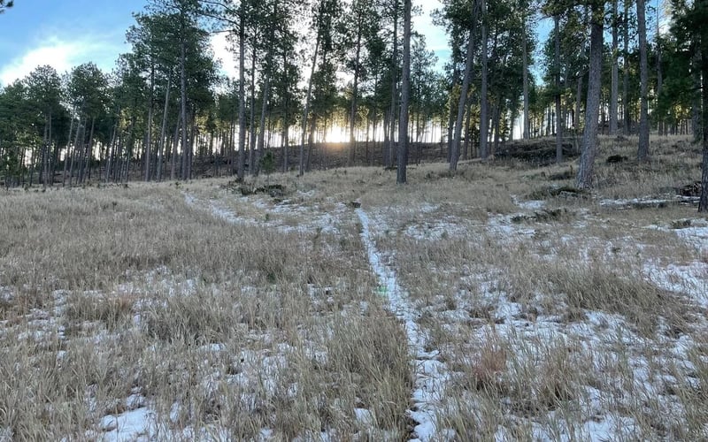 Black Hills Chalet, snowy trail at sunrise through the pines